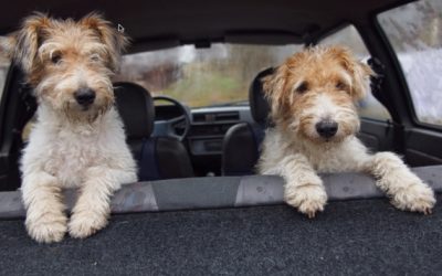 Car Safety When Travelling With Your Pets